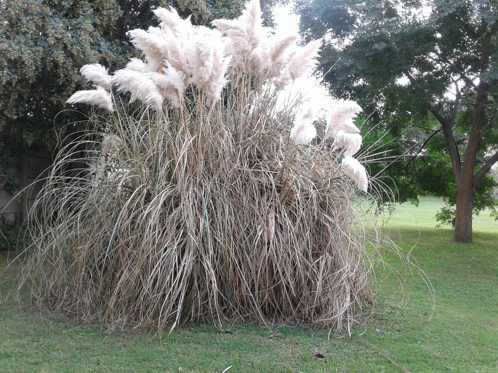 El Descanso Villa Las Flores  Kültér fotó